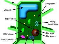 Plant Cell Model by lmg1114