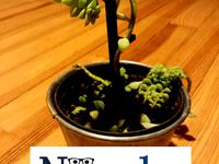 Plant rod 0.1 by Noerdz