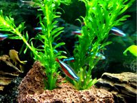 Aquarium Plant Fixation III by KronBjorn
