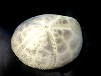 Heart urchin Brissus unicolor by nevitdilmen