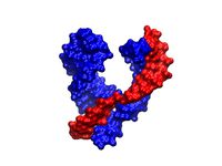 Hammerhead Ribozyme by aarono