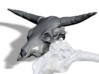 Steer Skull by chuckbobuck