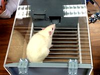 Operant Conditioning Chamber by RogerEsc