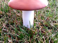 Mushroom container by mroek