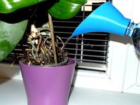 PET bottle watering funnel by mschiller