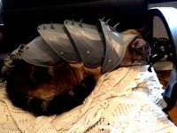 cat armour by CLEAPSS