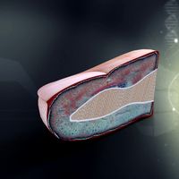 Human Finger Anatomy 3D Model