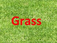 Grass x5 textures 3D Model