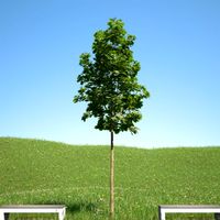Acer platanoides 103SU 3D Model