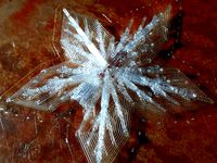 Christmas Light Fractal Star by KarlCastleton