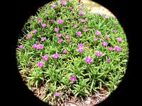 58mm canon lens hood by eddster