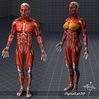 Collection - Human Male and Female Muscular System 3D Model