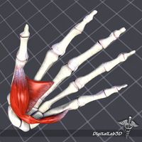 Human Hand Bone and Muscle Structure 3D Model