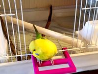 Bird Cage Front Door Perch by FwA