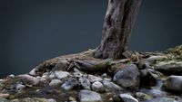Tree River 3D Model