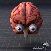 Eye and Brain 3D Model