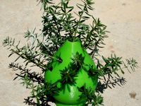 Tree Planter by Bilby3D