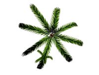 Palm Tree 3D Model
