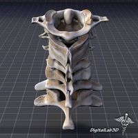 Human Cervical Vertebrae 3D Model