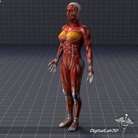 Human Female Muscular System 3D Model