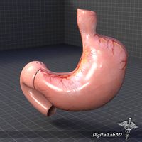 Stomach Anatomy 3D Model