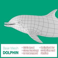 Dolphin Base Mesh 3D Model