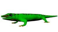 Madagascar Day Gecco 3D Model