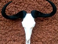 Blue wildebeest skull by p3ddp