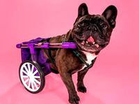 FiGo - Dog Wheelchair by Rickee