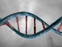 DNA Double Helix 3D Model