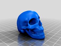 Human Skull by wonka