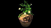 Tub plant