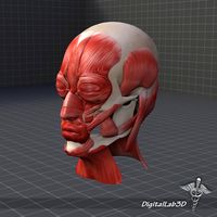 Facial Muscle Structure 3D Model