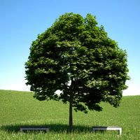 Acer platanoides 201SU 3D Model