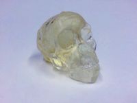 Taung Child Skull Split for Form 1+/Form 2 by adriantanner