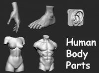 Human Body Parts 3D Model