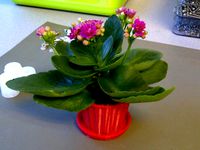 Small Flower Pot by GregSpilman