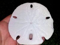 Sand Dollar by JulPal