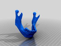 Human Jaw 3D Scanned by scsuvizlab