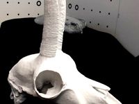 Skull of a Chamois (Rupicapra rupicapra rupicapra) by JulPal