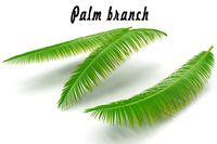 Palm branch 3D Model