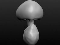 Amanita hemibapha_001 by masutakeko