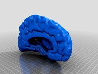 Medical Student Anatomy 1:1 Right Cerebrum  by airforce