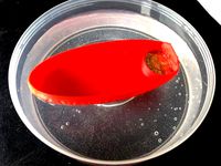 Bubble Powered Boat by idoctor