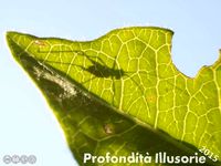 Olympus "Four Thirds" macro retro with Sony lens by GiovaGio