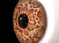 Eyeball Close Up