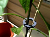 Plant support / guide by Ekdahl