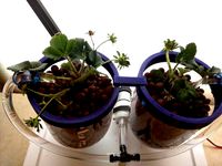 Two-Liter Bottle Rim for Hydroponics  by senormeow