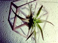 AIR PLANT HOLDERS by PrintThatThing