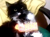 ChickTECH Charm in 2 Color Dual Extrusion by Mazuir